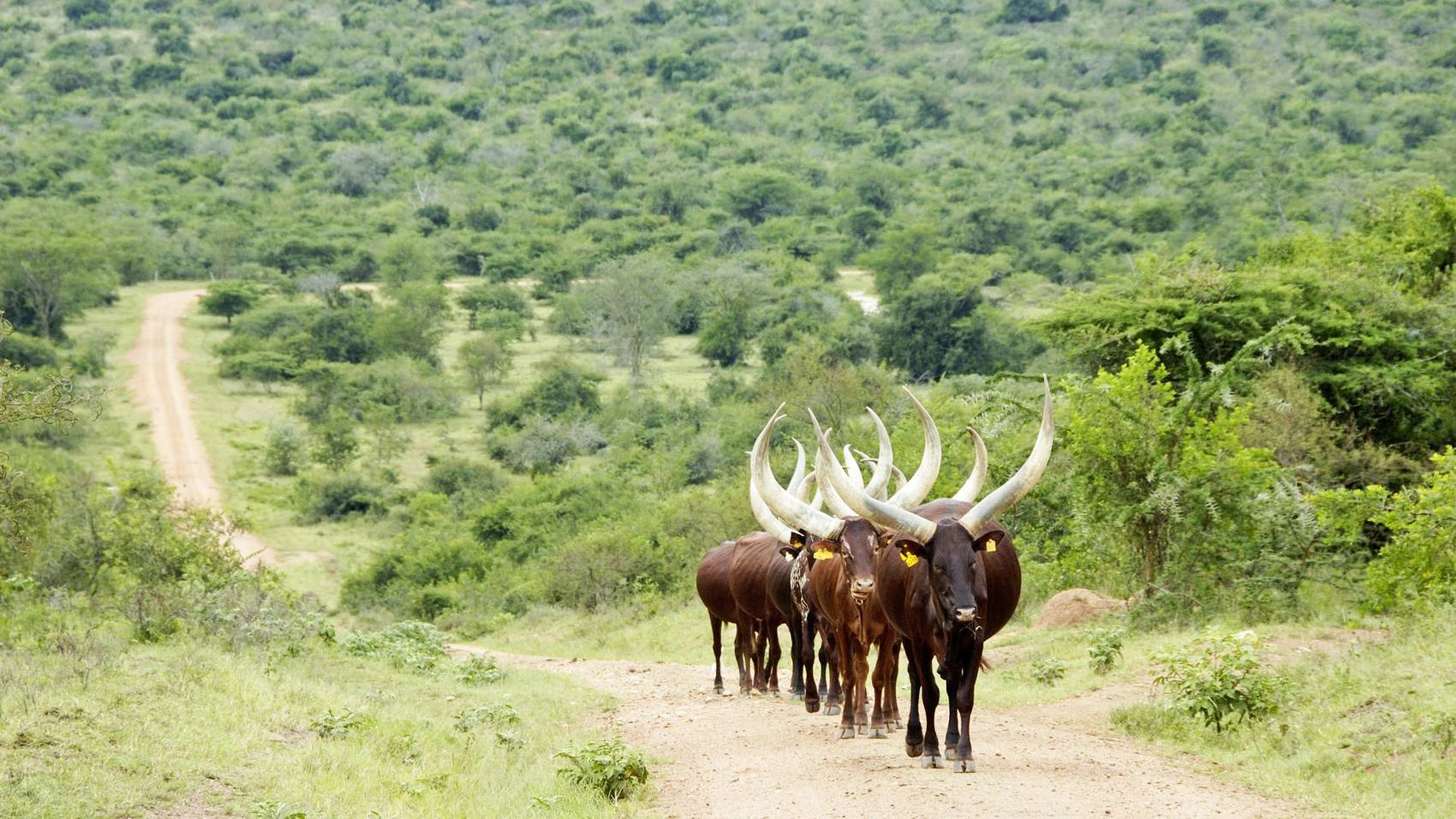 15624_lake_mburo_31