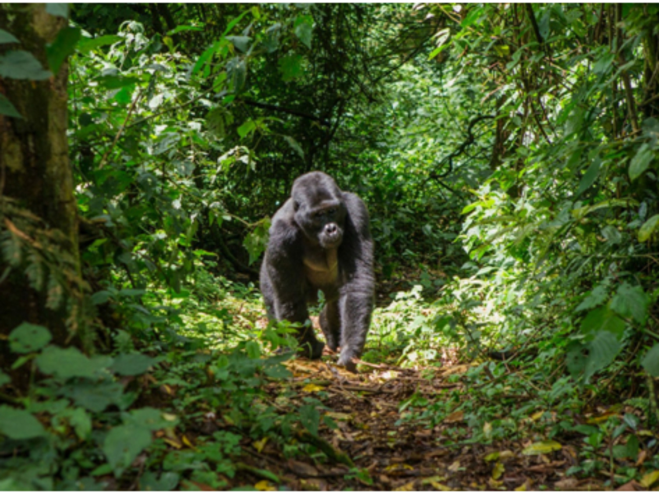 Bwindi-Impenetrable-National-Park-1280x960_c