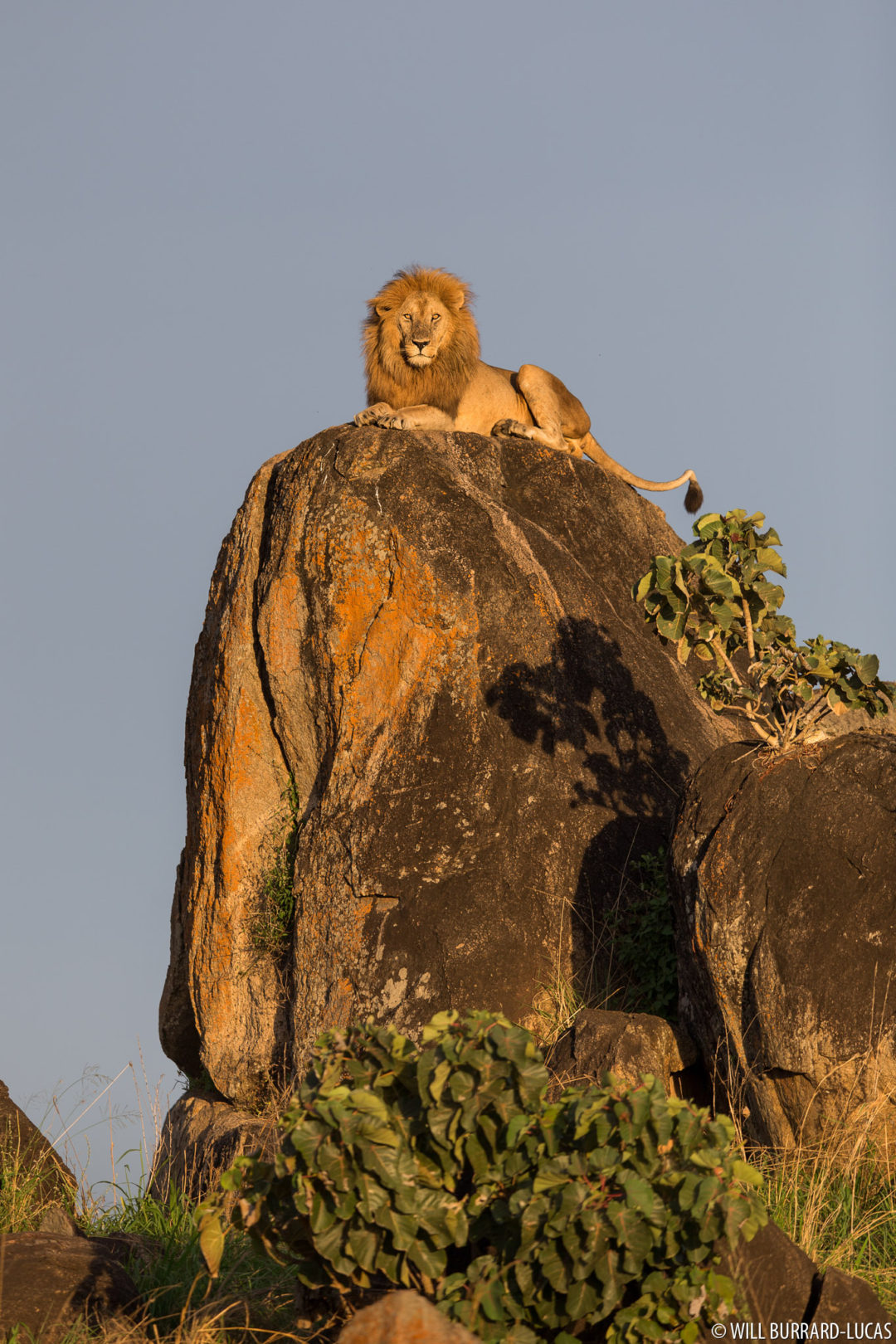 Lion (Panthera leo)  Kidepo Valley National Park, Uganda