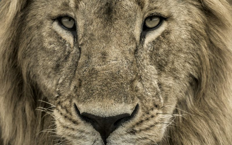 Close-up of a male lion in Serengeti National Park